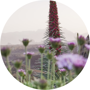 Find out how the Teide National Park is a great observatory of climate change